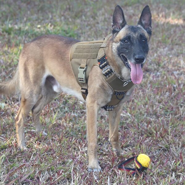 ICEFANG GN1 Harnais tactique réfléchissant pour chien avec 2 boucles en métal, harnais réglable pour animal domestique, clip pour laisse anti-traction (taille L, marron)