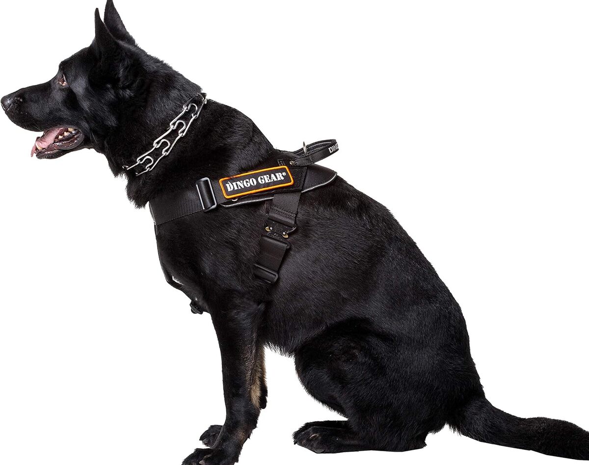 Test du harnais multifonction Dingo Gear S03196 pour chien de garde taille L