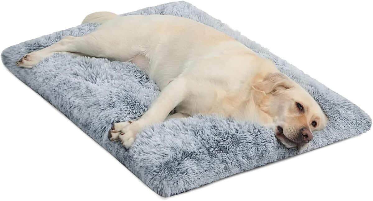 Test du tapis WAYIMPRESS XL : confort et anti-anxiété pour animaux