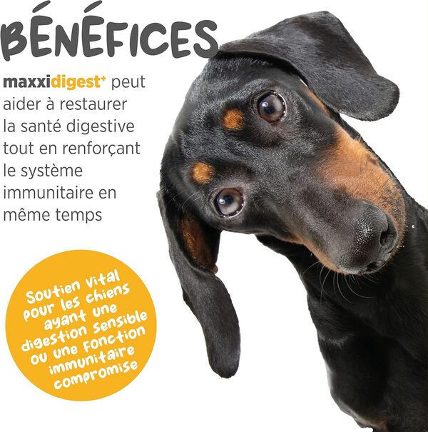 maxxipaws - maxxidigest+ Probiotiques, prébiotiques et enzymes digestives pour chiens - Complément avancé pour le système digestif et le système immunitaire des chiens - Poudre sans OGM - Poudre 375 g