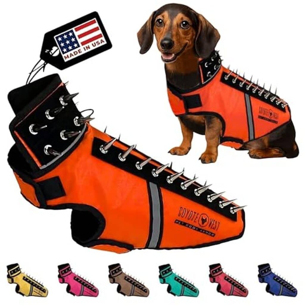 Test du harnais CoyoteVest SpikeVest pour petits chiens : protection optimale anti-coyotes en orange fluo