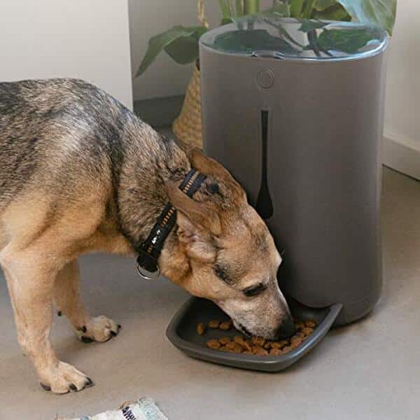 Découvrez notre test détaillé du distributeur automatique Navaris : une solution programmable pour nourrir vos animaux de compagnie en toute sérénité. Aidez vos compagnons à rester en bonne santé avec une alimentation régulière et personnalisée.