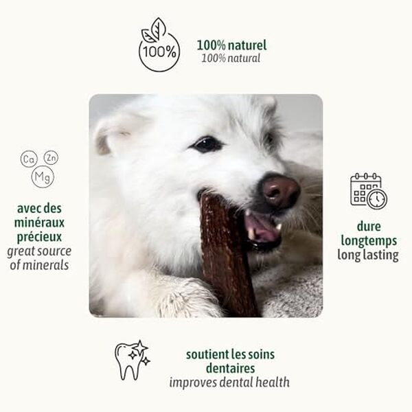 Découvrez notre test approfondi du ChronoBalance-XXL : une solution naturelle en bois de cerf pour améliorer le bien-être de votre chien tout en respectant l'environnement