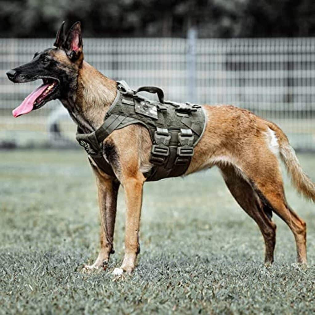 Test : harnais tactique Petac Gear pour chien K9, le gilet de dressage idéal