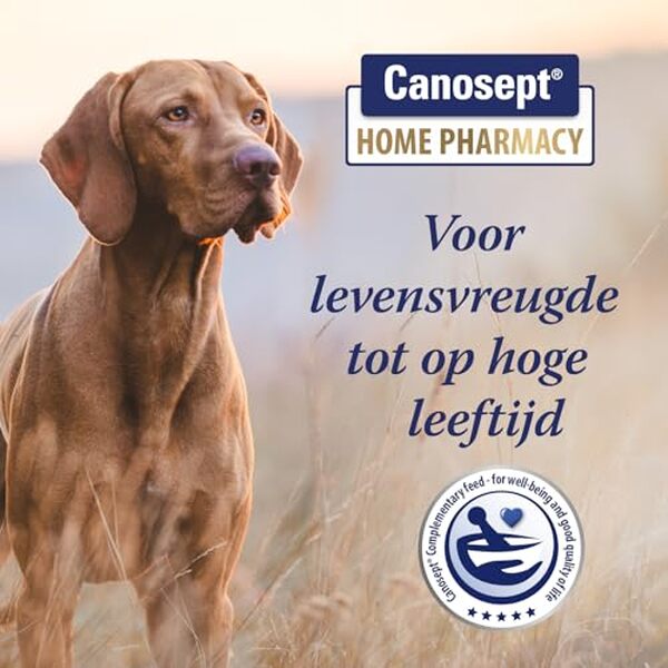 Découvrez l'efficacité des comprimés Canosept pour articulations de chien : avis détaillé, bienfaits et conseils d'utilisation pour la santé de votre compagnon
