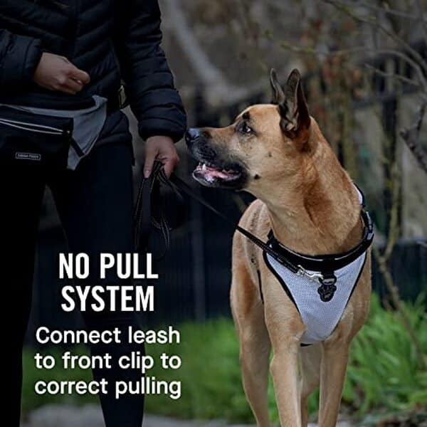 Découvrez notre test détaillé du harnais anti-traction Canada Pooch pour chien : efficacité, confort et sécurité analysés pour vous aider à choisir le meilleur équipement. 