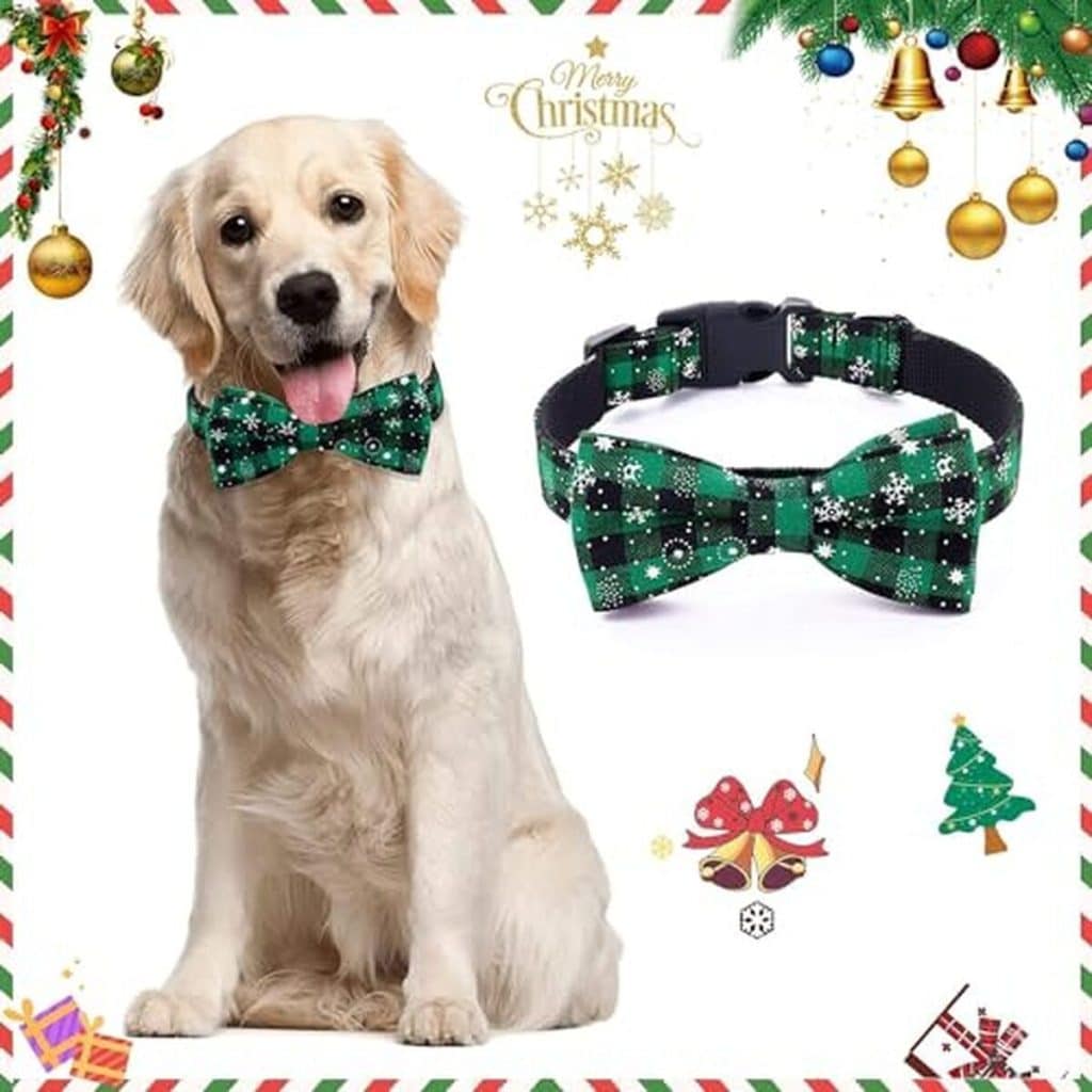Avis sur le collier caméra pour animaux HD 1080P (Vert, l)