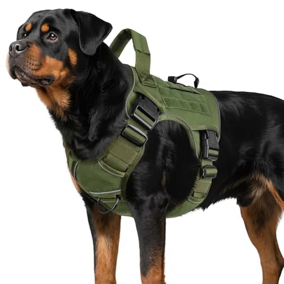 Test du harnais tactique WINGOIN pour grands chiens