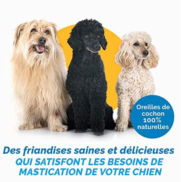 Découvrez les oreilles de porc 123 Treats, friandises naturelles et saines pour chiens. Lot de 100 unités, sans additifs, parfaites pour la santé dentaire de votre animal.
