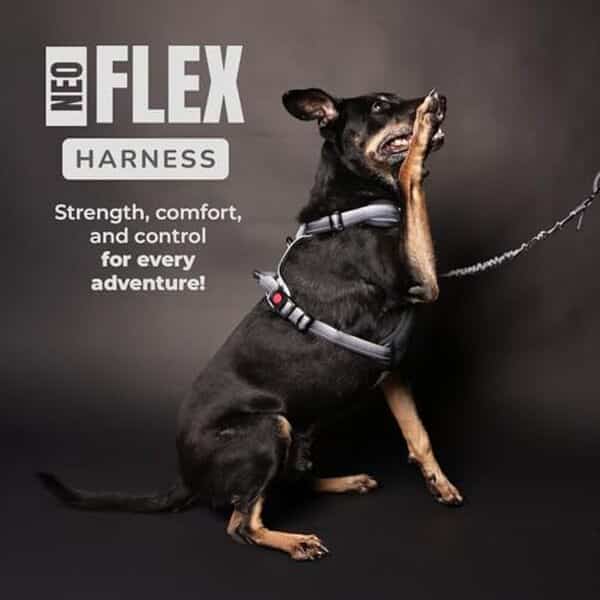Découvrez notre test détaillé du harnais Neo Flex gris taille XL : confort, sécurité et performances analysés pour vous aider à faire le bon choix. 