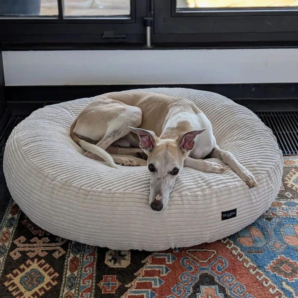 Test du lit orthopédique pour chien Edel&Schnell : confort et élégance