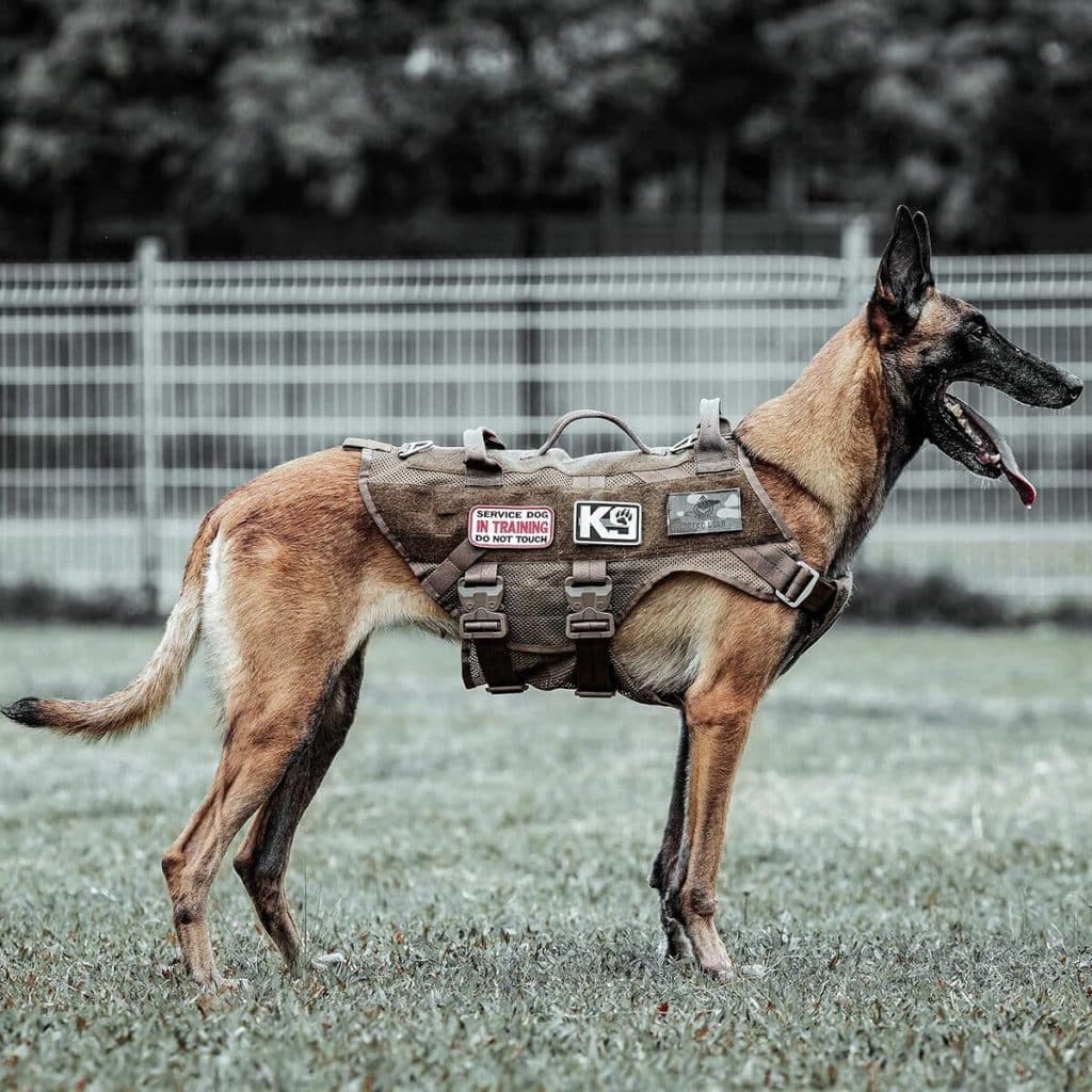 Test du harnais tactique anti-traction PETAC GEAR pour grands chiens