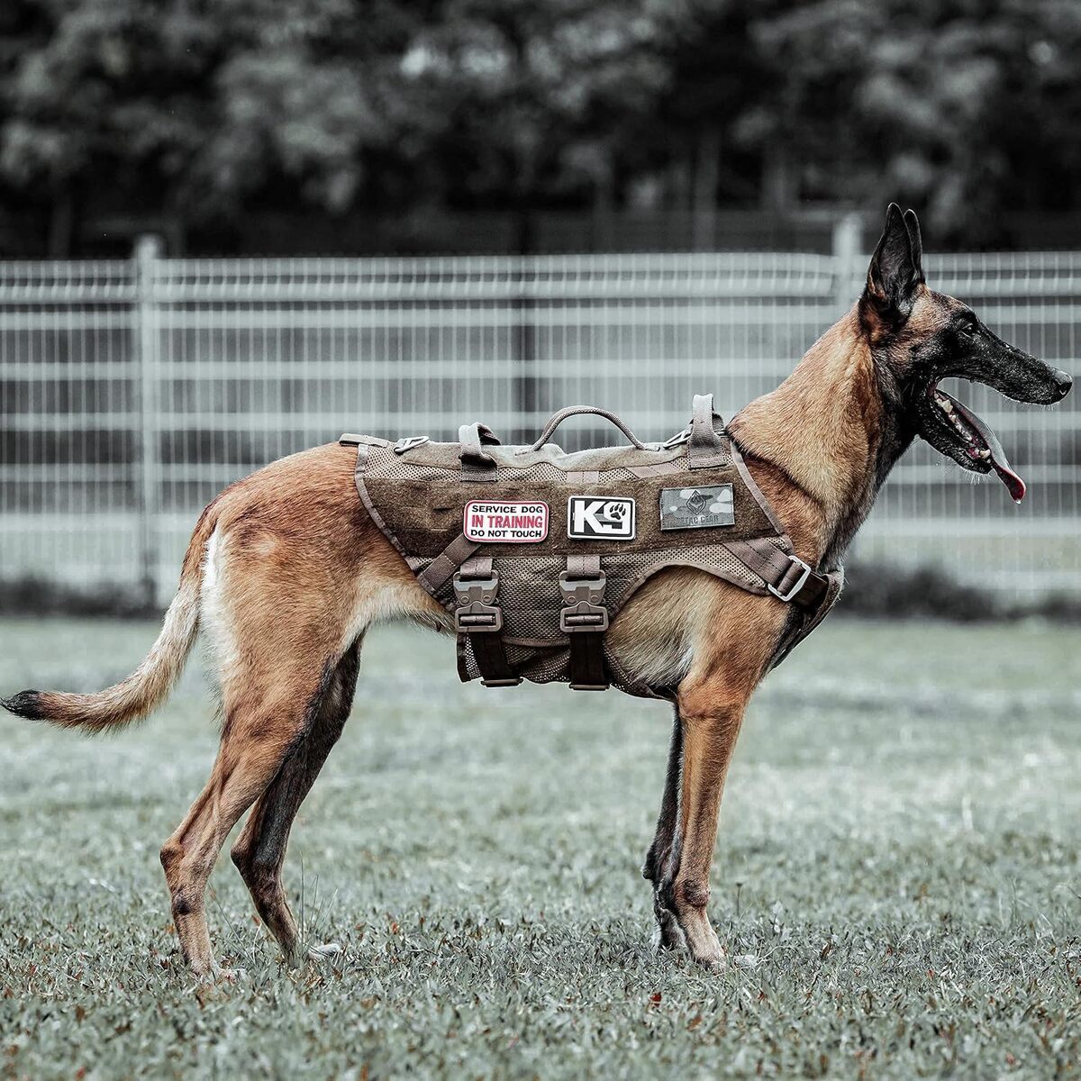 Test du harnais tactique anti-traction PETAC GEAR pour grands chiens