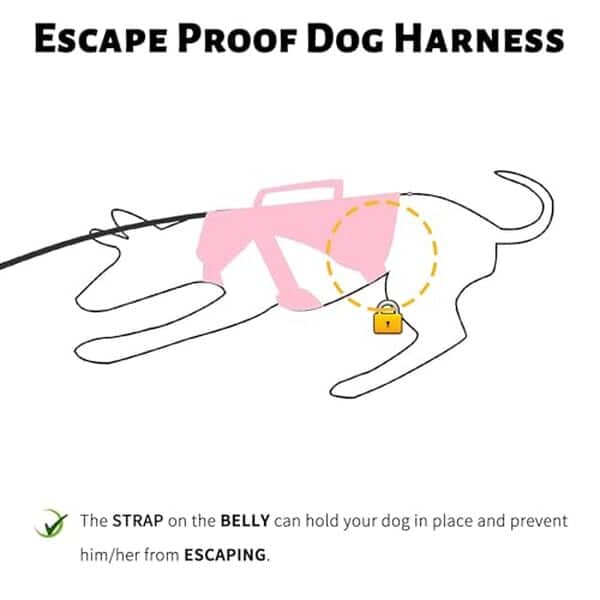 Découvrez notre test détaillé du harnais anti-évasion Paworld pour chiens. Confort, sécurité et qualité : tous les avis et caractéristiques du meilleur harnais pour votre chien.