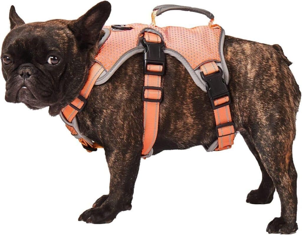 Test du harnais anti-évasion Paworld pour chiens : confort et sécurité